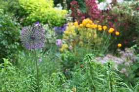 variety of flowering plants in the summer garden