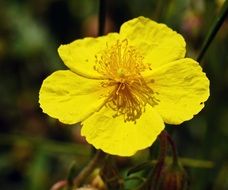 stunningly beautiful Alpine Flowers
