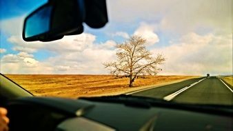 stunningly beautiful Tree Road