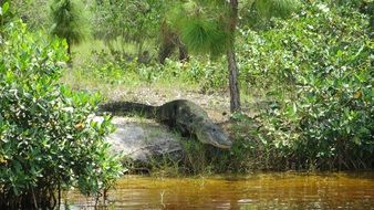 Alligator near river in Florida scene