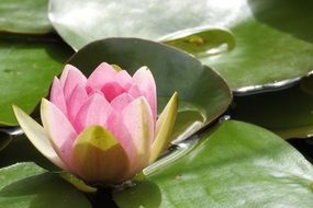 opening water lily