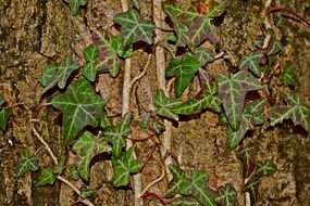 Ivy Creeper on a brown tree trunk close up