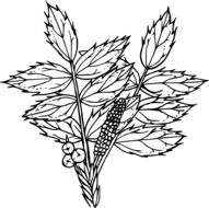 outline drawing of a wild flower with berries