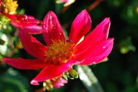 pink flower blossom plant macro photo