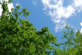 green forest in Sweden