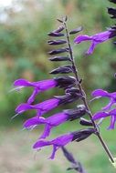 purple sage flower in the garden close-up on blurred background