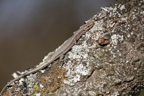 lizard disguised as a tree