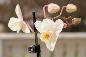 opening orchid flowers