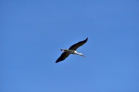 stork in wide flight in the sky