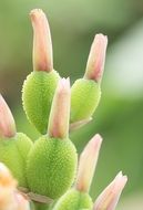 Close-up of the beautiful green and pink unusual plant like a flower