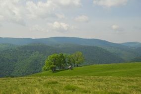green bushes on the mountainside