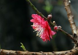 fluffy pink Peach Blossom, china, Guangzhou, Baiyun Mountain