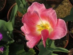 open tulip bud in a flower pot
