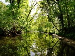river in the forest as decoration