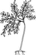 black and white graphic image of a tall wild plant