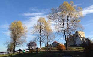 trees near the fence in the meadow