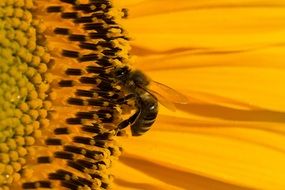 bee collecting nectar in a sunflower close-up