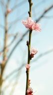 pink blossoms in spring