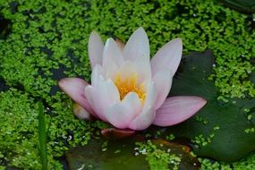 pink delicate water Lily