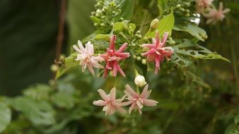 flowers like fingernail