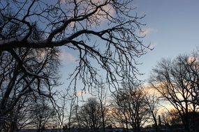 Dark silhouettes of tree branches in beautiful, colorful and bright twilight