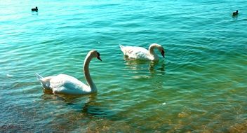 swans and ducks on the lake