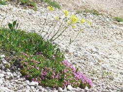unmatched Mountains Flowers