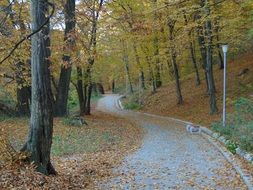 winding alley in park at Fall, nobody