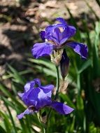 Violet irises close-up on blurred background