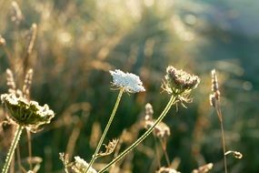 Plants field view