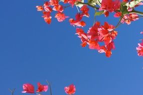 pink flowers on Bougainville island