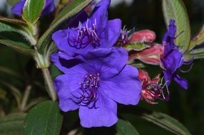Purple Tibouchina Princess Flower