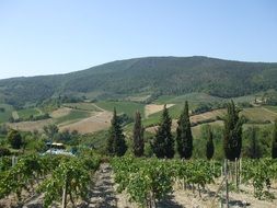 tuscany green hills italy landscape