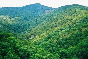 mountains with green trees in summer