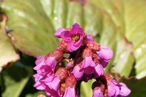 pink flowers among large leaves in bright sunlight