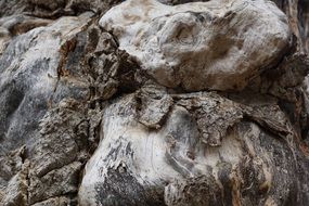 root of a big tree close-up