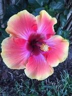 hibiscus is a bright exotic flower
