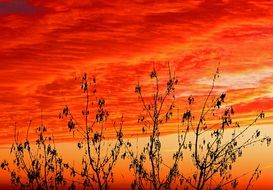 silhouettes of plants on a background of red sky