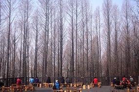 people on benches in front of forest