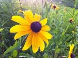 picturesque and pretty Blackeyed Flower