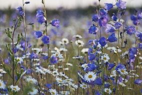 White and purple flowers in the summer