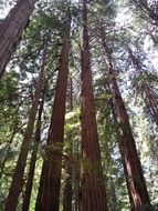 sequoia in a forest in california