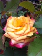 yellow rose in the garden on a flower bed