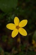 Beautiful Gold Marie flower