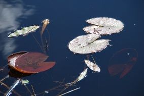 Lily pads in a lake