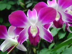 white-purple orchids close-up