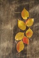colorful autumn leaves on a wooden surface close-up