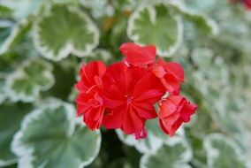 geranium, Red Flowers above green and white leaves