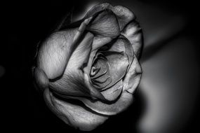black and white photo of a rose bud