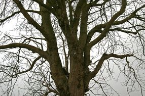 branchy tree without foliage